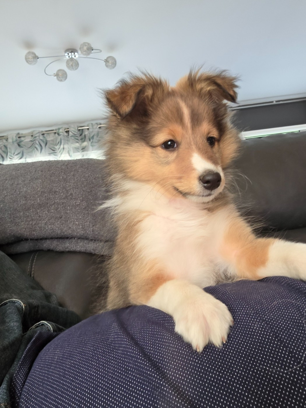 Noémie Petit - Shetland Sheepdog - Portée née le 12/01/2026