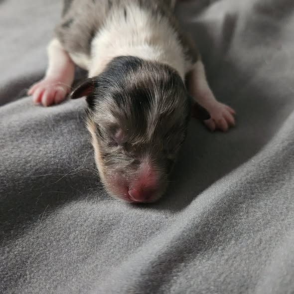Noémie Petit - Chiots disponibles - Shetland Sheepdog