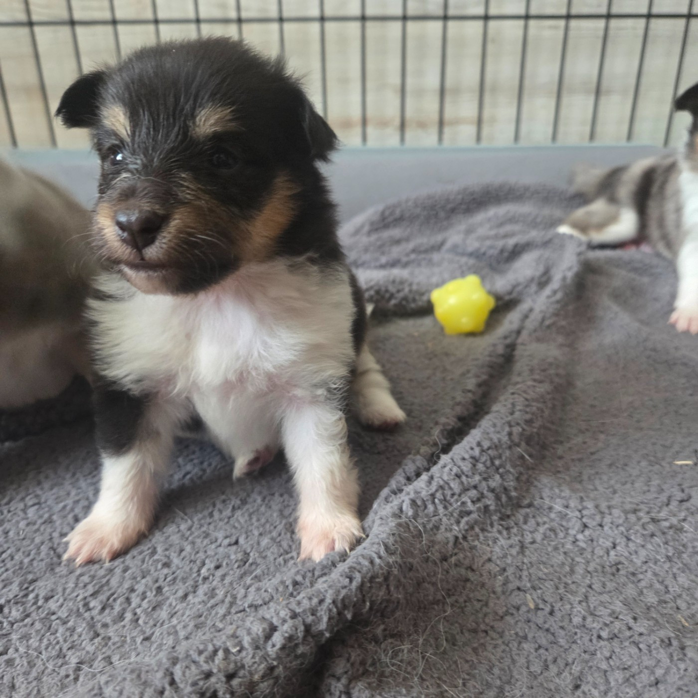 Noémie Petit - Chiots disponibles - Shetland Sheepdog